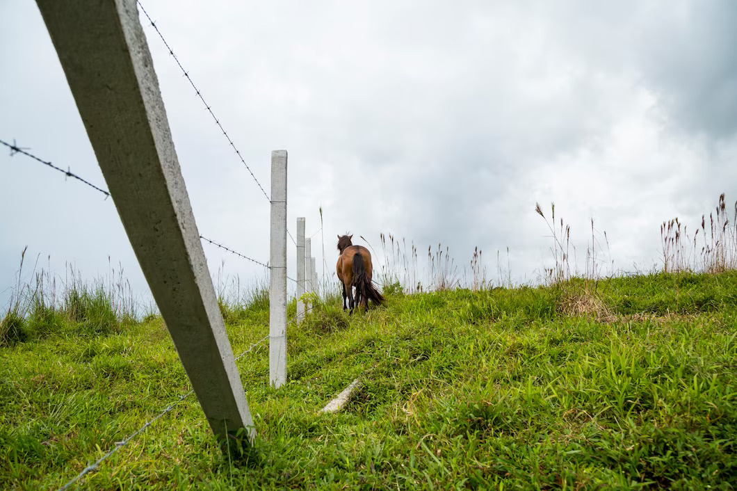 rear-view-horse-standing-glass-field-near-fence_23-2148248888